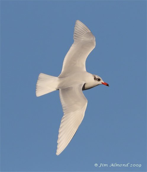 Mediterranean Gull adult flight Bracelet Bay xxx 13 12 09 IMG_0482